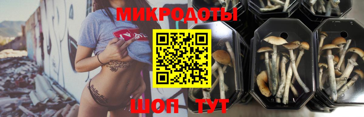 Псилоцибиновые грибы Psilocybe  Вход с VPN  Трёхгорный 